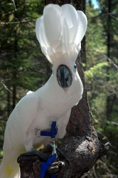 Beautiful Tropical Bird 