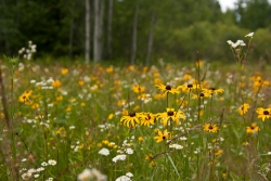 Field of flowers 