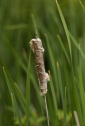 Image Collection