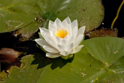 Image Collection