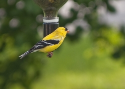 Wildlife