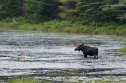 Wildlife