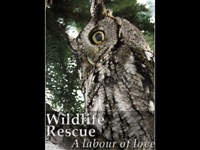 Digital Multimedia Solutions